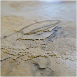 Slate-Lite | Falling Leaves | Wall veneers | Slate Lite